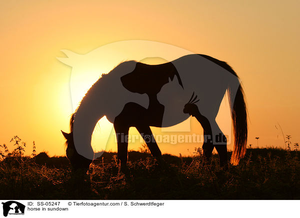 Pferd im Sonnenuntergang / horse in sundown / SS-05247