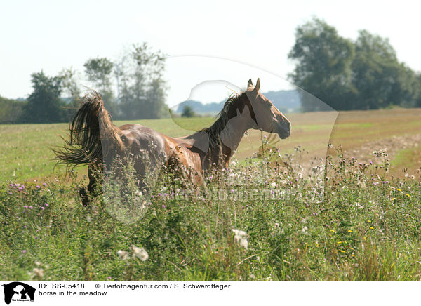 Pferd auf der Weide / horse in the meadow / SS-05418