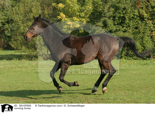 running horse / SS-05560