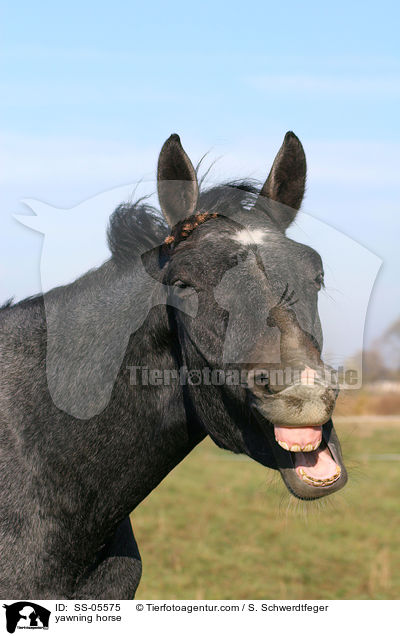 ghnendes Pferd / yawning horse / SS-05575
