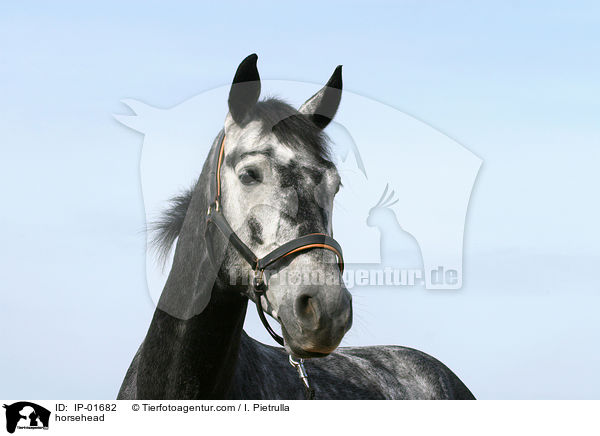 Pferdeportrait / horsehead / IP-01682