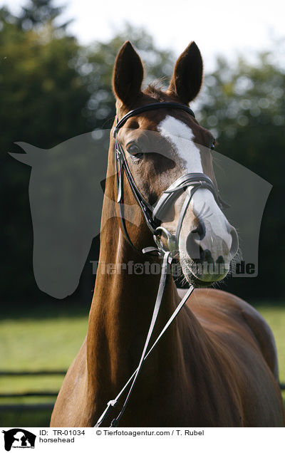 Pferdeportrait / horsehead / TR-01034