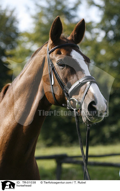 Pferdeportrait / horsehead / TR-01038