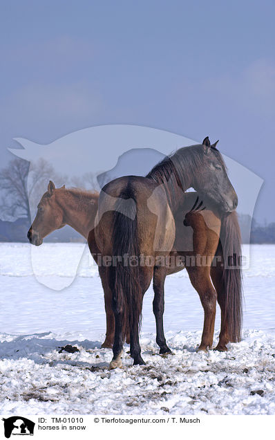 horses in snow / TM-01010