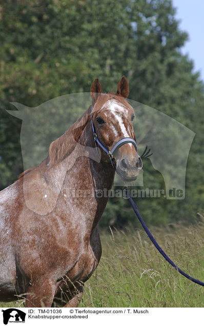 Knabstrupper-Mix / Knabstrupper-crossbreed / TM-01036