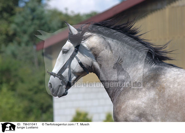 Lusitano an der Longe / lunge Lusitano / TM-01041