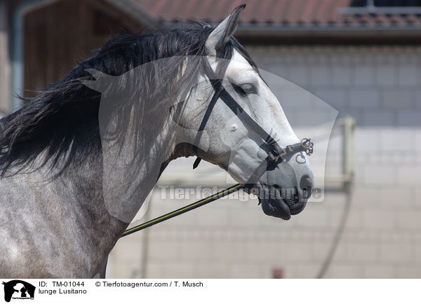 Lusitano an der Longe / lunge Lusitano / TM-01044