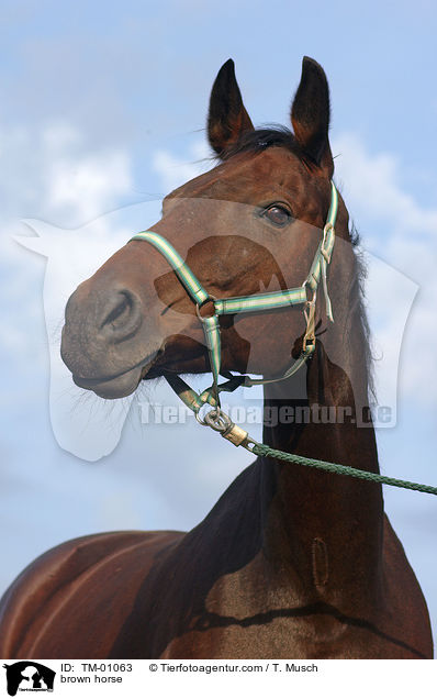 braunes Pferd / brown horse / TM-01063