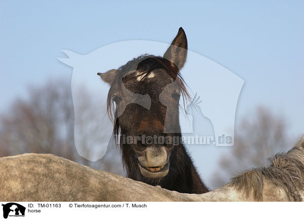 Andalusier / horse / TM-01163