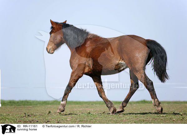 rennendes Pferd / running horse / RR-11161