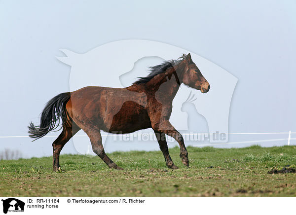 rennendes Pferd / running horse / RR-11164