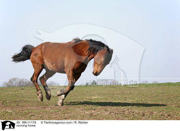 rennendes Pferd / running horse / RR-11178