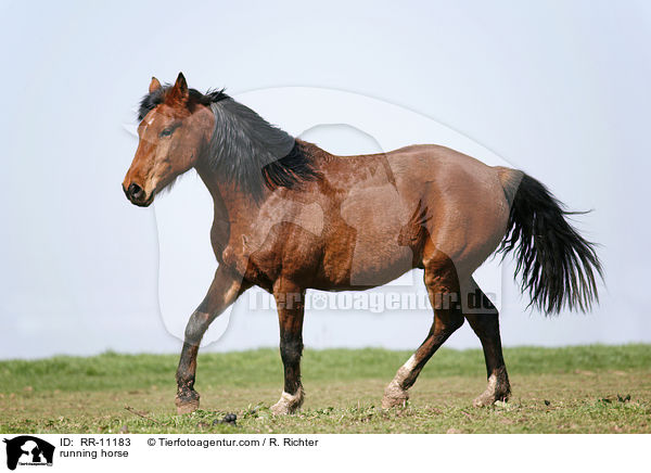 rennendes Pferd / running horse / RR-11183