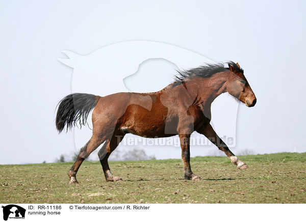 running horse / RR-11186
