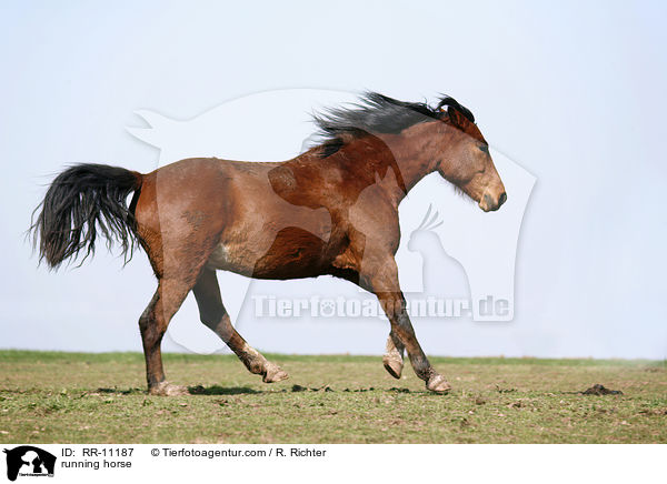 rennendes Pferd / running horse / RR-11187