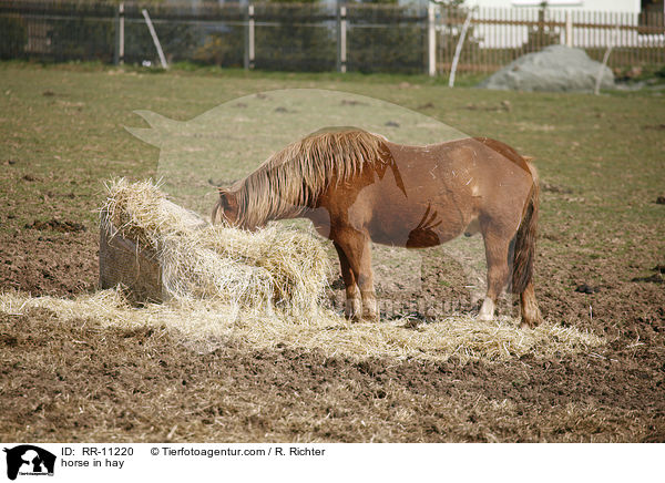 Pferd im Heu / horse in hay / RR-11220