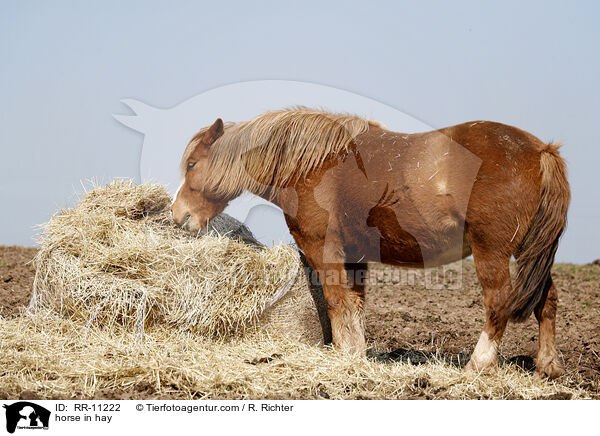 horse in hay / RR-11222