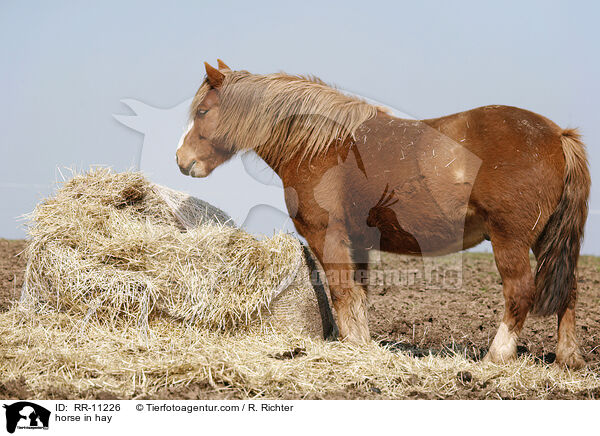 horse in hay / RR-11226