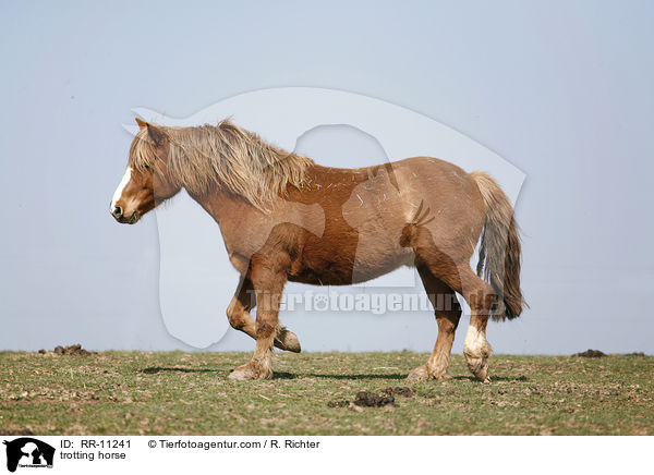 trabendes Pferd / trotting horse / RR-11241