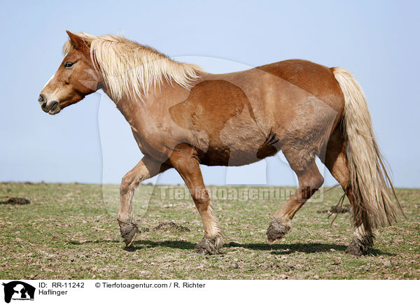 Haflinger / Haflinger / RR-11242