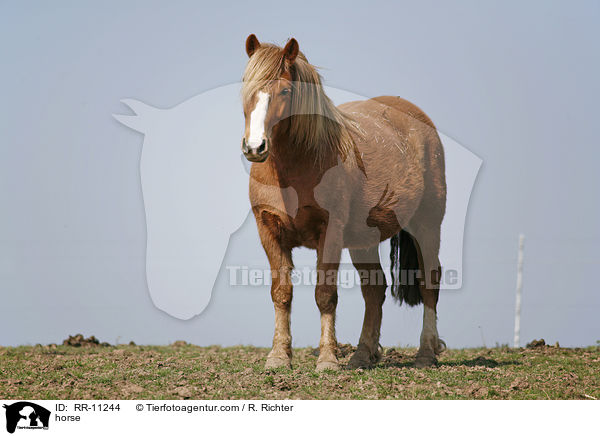 Pferd / horse / RR-11244
