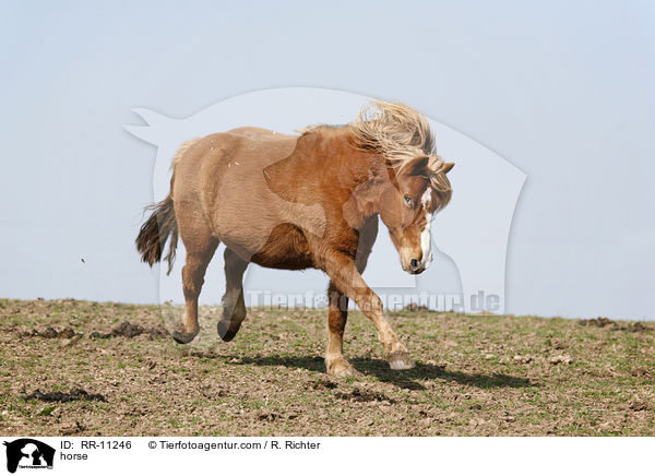 Pferd / horse / RR-11246