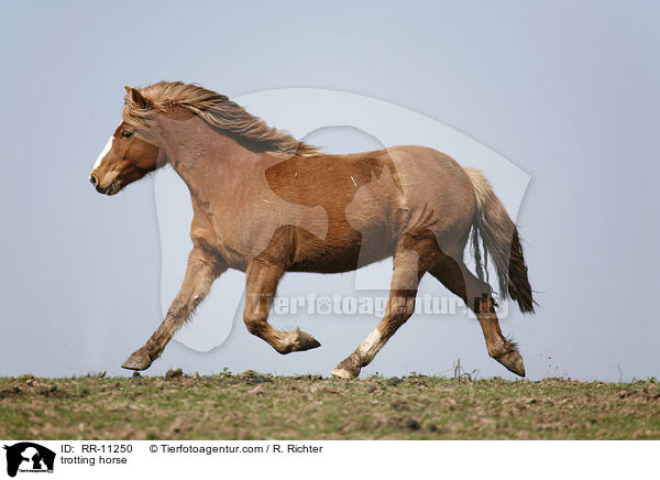 trabendes Pferd / trotting horse / RR-11250