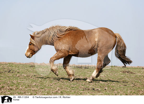 Pferd / horse / RR-11264