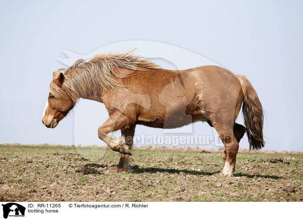 trabendes Pferd / trotting horse / RR-11265