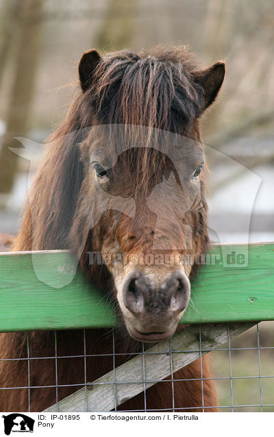 Pony / Pony / IP-01895