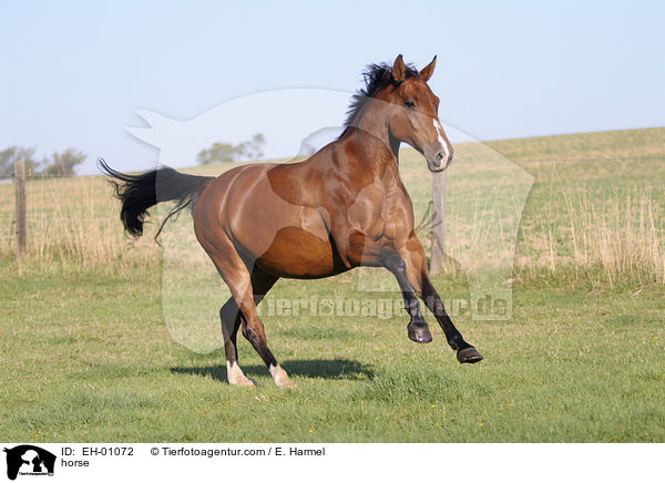 Warmblut Stute / horse / EH-01072