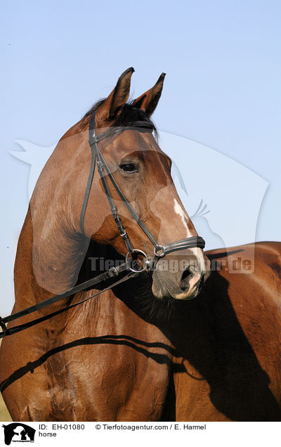 Warmblut Stute / horse / EH-01080