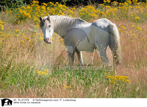 weies Pferd auf Wiese / wihte horse on meadow / FL-01379