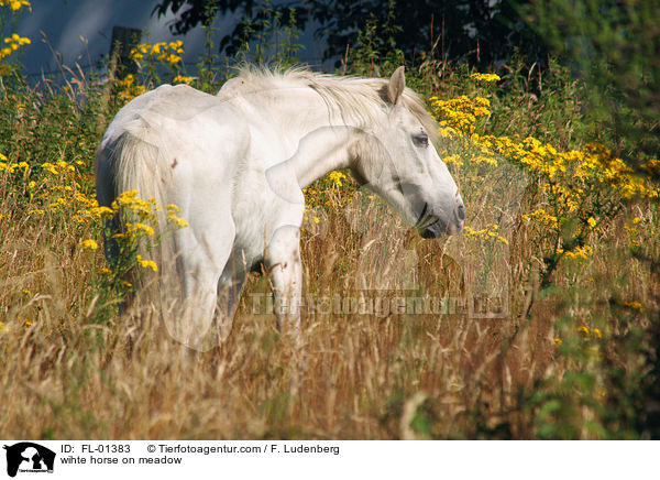 weies Pferd auf Wiese / wihte horse on meadow / FL-01383