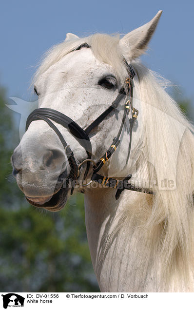 Schimmel Portrait / white horse / DV-01556