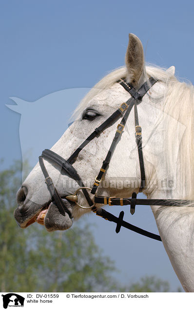 Schimmel Portrait / white horse / DV-01559