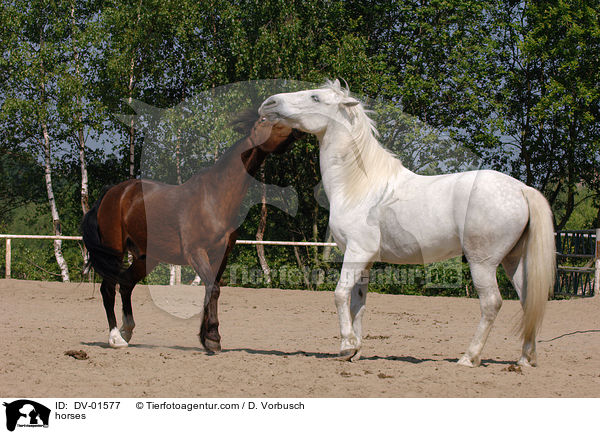 rangelnde Pferde / horses / DV-01577