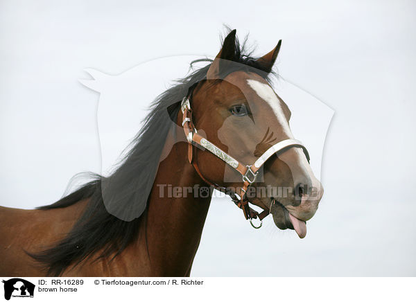 Brauner im Portrait / brown horse / RR-16289
