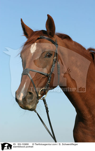 Sachsen Anhaltiner Portrait / warmblood portrait / SS-10966