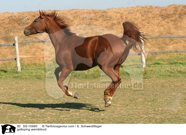 galloping warmblood / SS-10980