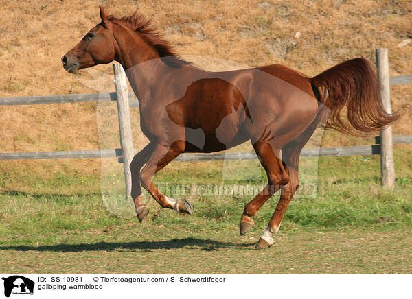 galloping warmblood / SS-10981