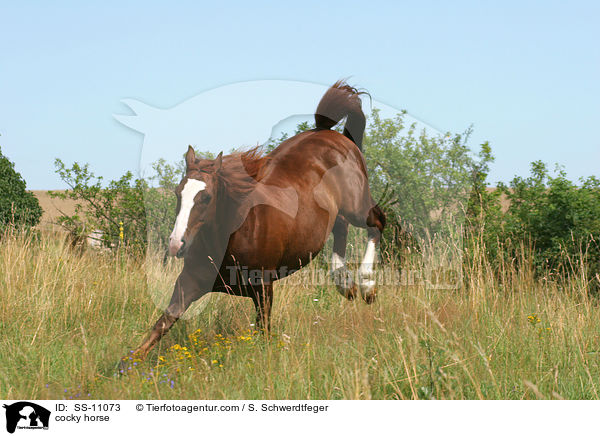bermtiges Pferd / cocky horse / SS-11073