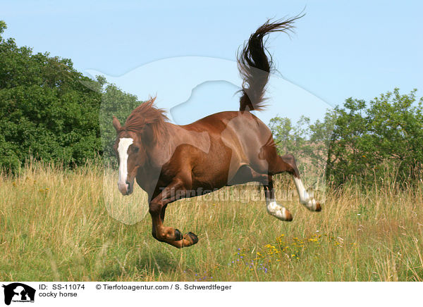 bermtiges Pferd / cocky horse / SS-11074
