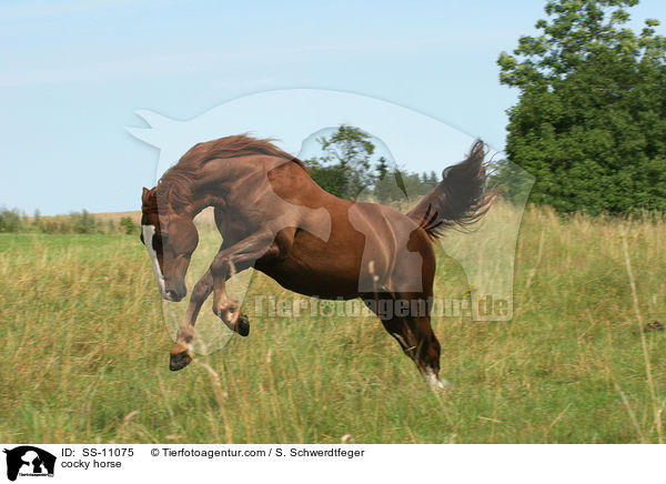 cocky horse / SS-11075