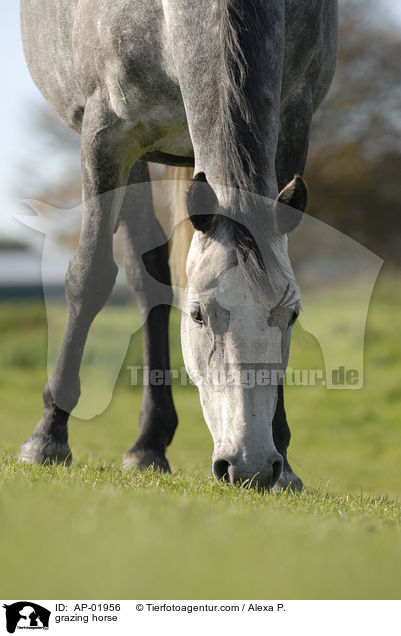grasendes Pferd / grazing horse / AP-01956