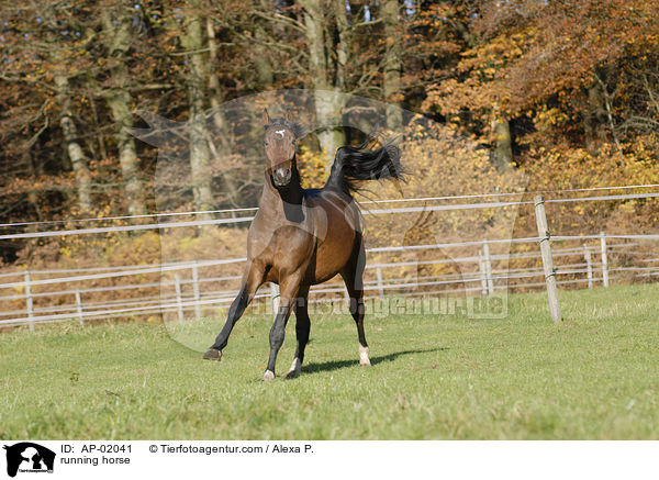 rennender Holsteiner / running horse / AP-02041