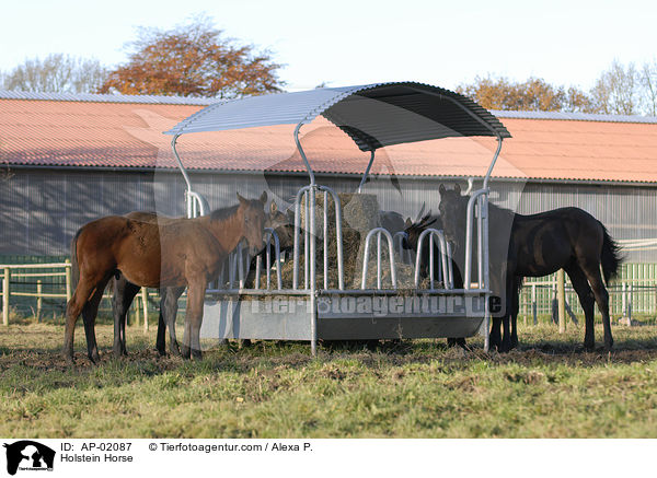 Holsteiner / Holstein Horse / AP-02087