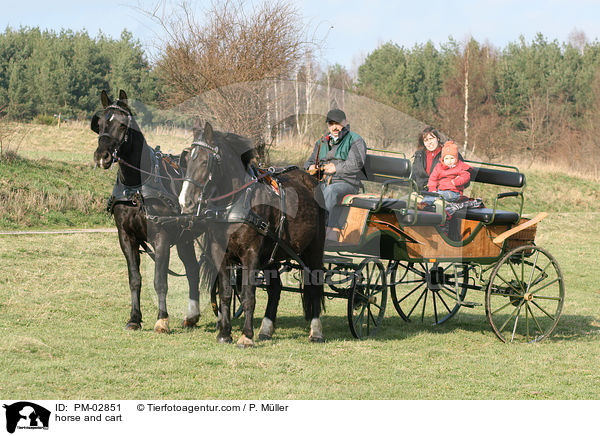 Pferdegespann / horse and cart / PM-02851