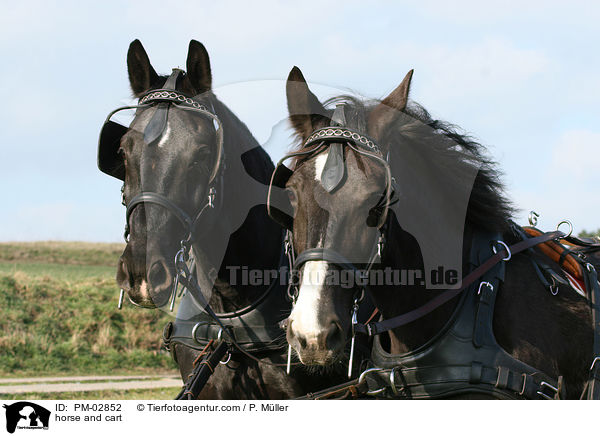 horse and cart / PM-02852