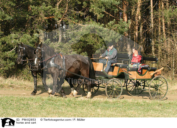 Pferdegespann / horse and cart / PM-02853